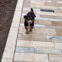 جوجه سگ گرگی