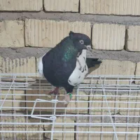 ماده سینه سیاه فسا