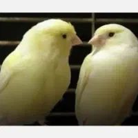 پرند