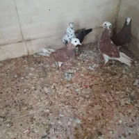 کبوتر شازده