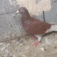 کبوتر .|پرنده|اهواز, شهرک نفت|دیوار