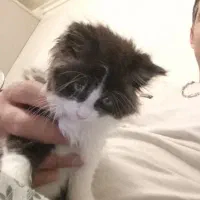 گربه ۲ ماهه با نمک ، ماده ، آروم و بغلی