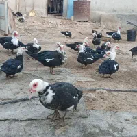 اوردک‌خارجی