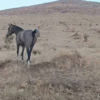 گم شده|اسب و تجهیزات اسب‌سواری|خرم‌آباد, |دیوار