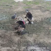 تخمه بوقلمون و تخمه غو غاز  تضمینی  قوغازموجود هست