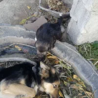 سگ گرگی با ی توله نر|سگ|مشگین شهر, |دیوار