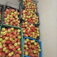 سیب گلاب