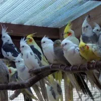 کشور عروس هلندی نر ماده سخنگو ضمانت ۳۵سال رام دستی