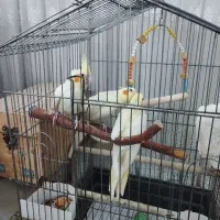 فروش عروس هلندی مولد با جوجه