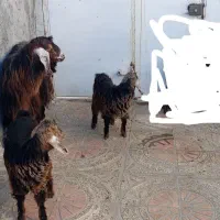 یک عدد بز و2عددبزغاله ماده 2قلو زا