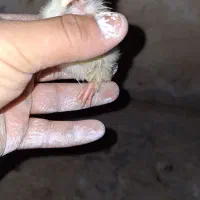 جوجه مرغ محلی ۴ روزه|حیوانات مزرعه|خورموج, |دیوار