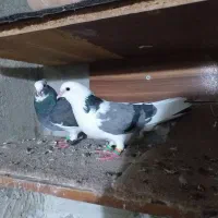 چندتا کبوتر