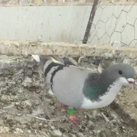 کبوتر پرشی دانه ای ۳۵۰
