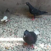 کبوتر معمولی