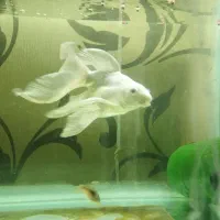 کوی پلاتینیوم شورت بادی اورجینال