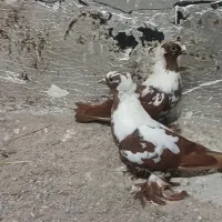 کبوتر قرمز نشان ککلی