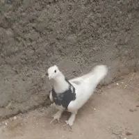 طوقی|پرنده|شهرضا, |دیوار