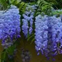 خدمات باغبانی|خدمات باغبانی و درختکاری|اصفهان, بوستان ناژوان|دیوار