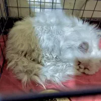 گربه پرشین نر عقیم شده|گربه|کرمان, |دیوار