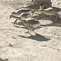 چهار عدد قاز|حیوانات مزرعه|صومای برادوست, |دیوار