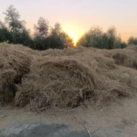 فروش یونجه برس اول