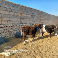 گاو گوساله نر|حیوانات مزرعه|کوهدشت, |دیوار