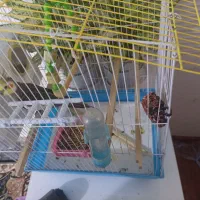 عروس هلندی  دستی اهی وسخنگو چهار عدد هرستا اهلی ه|پرنده|بوکان, |دیوار