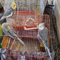 عروس هلندی سخنگو