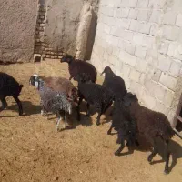 بره به قیمت بزغاله