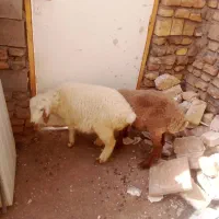 دو عدد بره