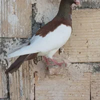 کبوتر یهودی|پرنده|گلمکان, |دیوار