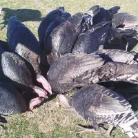 فروش بوقلمون|حیوانات مزرعه|چالدران, |دیوار