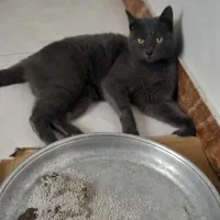 گربه ماده طوسی