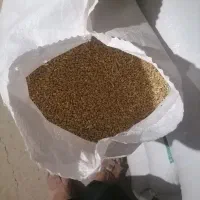 گندم پیشگام ابی