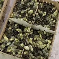 جوجه بلدرچین یک روزه