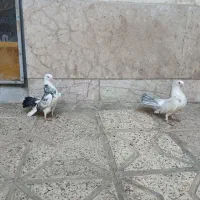 دم چتری انگلیسی|پرنده|مشهد, کارمندان دوم|دیوار