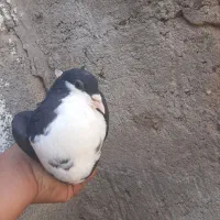 زاغ ریش
