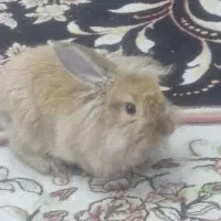 خرگوش مینیاتوری لوپ  با تمام لوازم