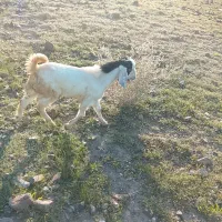 چپشت پیطری گلابی از نسل 4تایی