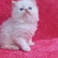 پرشین کت سفید چشم آبی|گربه|رشت, گلسار|دیوار