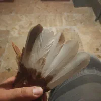 جوجه سرخ دم سفید|پرنده|گلبهار, شهر جدید گلبهار|دیوار