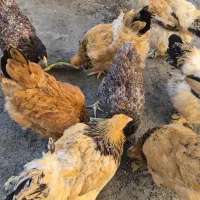 مرغ وخروس امپراتور وبلو رد