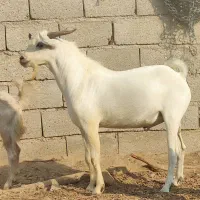 نری دورگ سومال داشتی و گوشتی|حیوانات مزرعه|بندر دیر, |دیوار