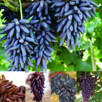 خرمالو گوجه سبز توت فرنگی تمشک هلو|خدمات باغبانی و درختکاری|قزوین, |دیوار