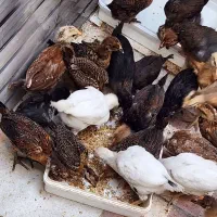 نیمچه مرغ و خروس عربی|حیوانات مزرعه|خرمشهر, |دیوار