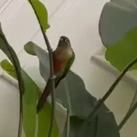 گمشده طوطی گرینچیک|حیوانات|ری, شهید بهشتی|دیوار