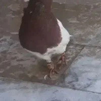 کفتر کله ایی