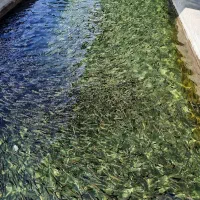 بچه ماهی قزل الا