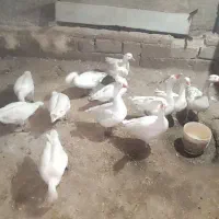 قاز