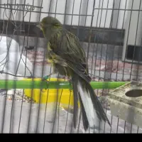 قناری سانتی نر